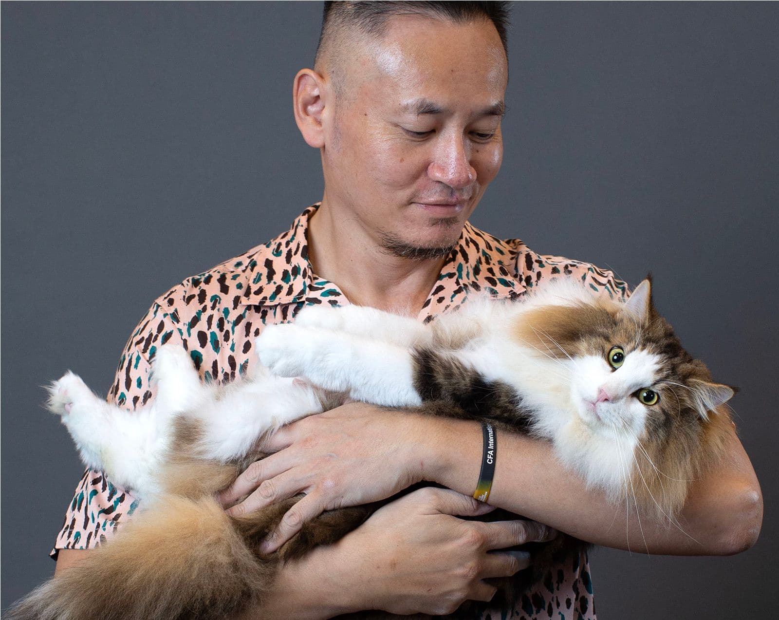 Norwegian Forest Cat Photo - 5.jpg