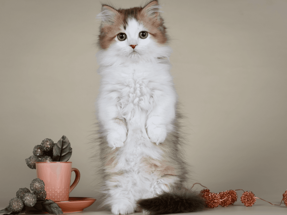 Munchkin Photo - 4.jpg