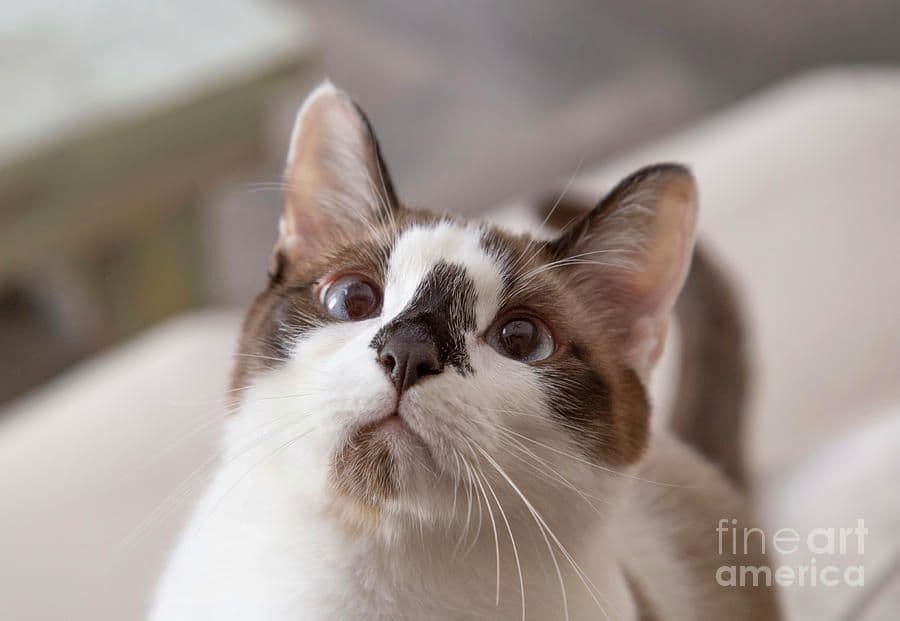 Snowshoe Photo - 2.jpg