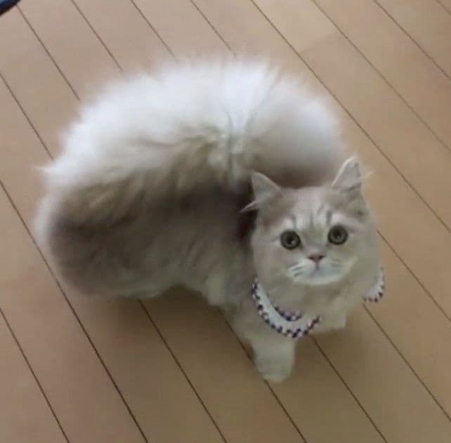 Minuet Photo - 4.jpg