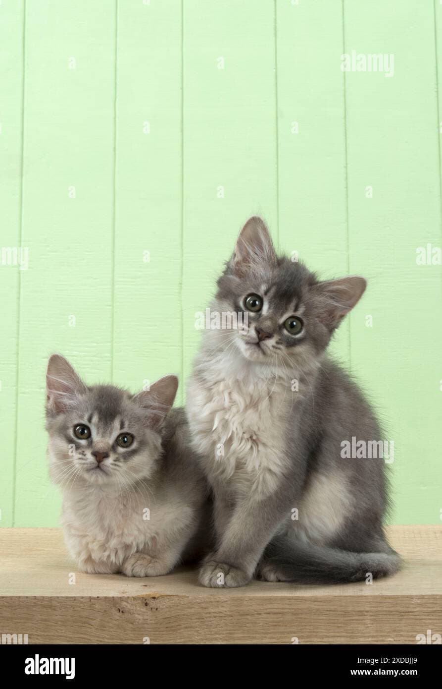 Somali Photo - 2.jpg