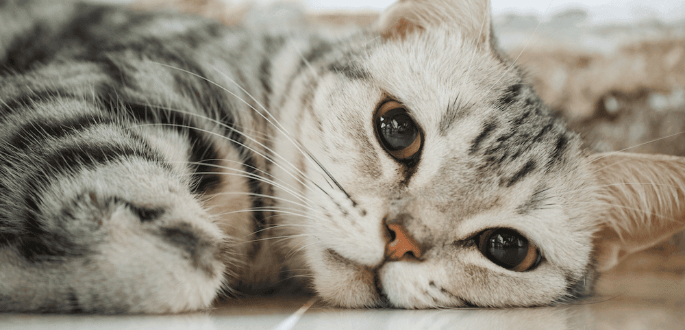American Shorthair Photo - 5.png