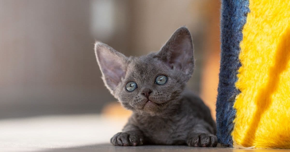 German Rex Photo - 4.jpg