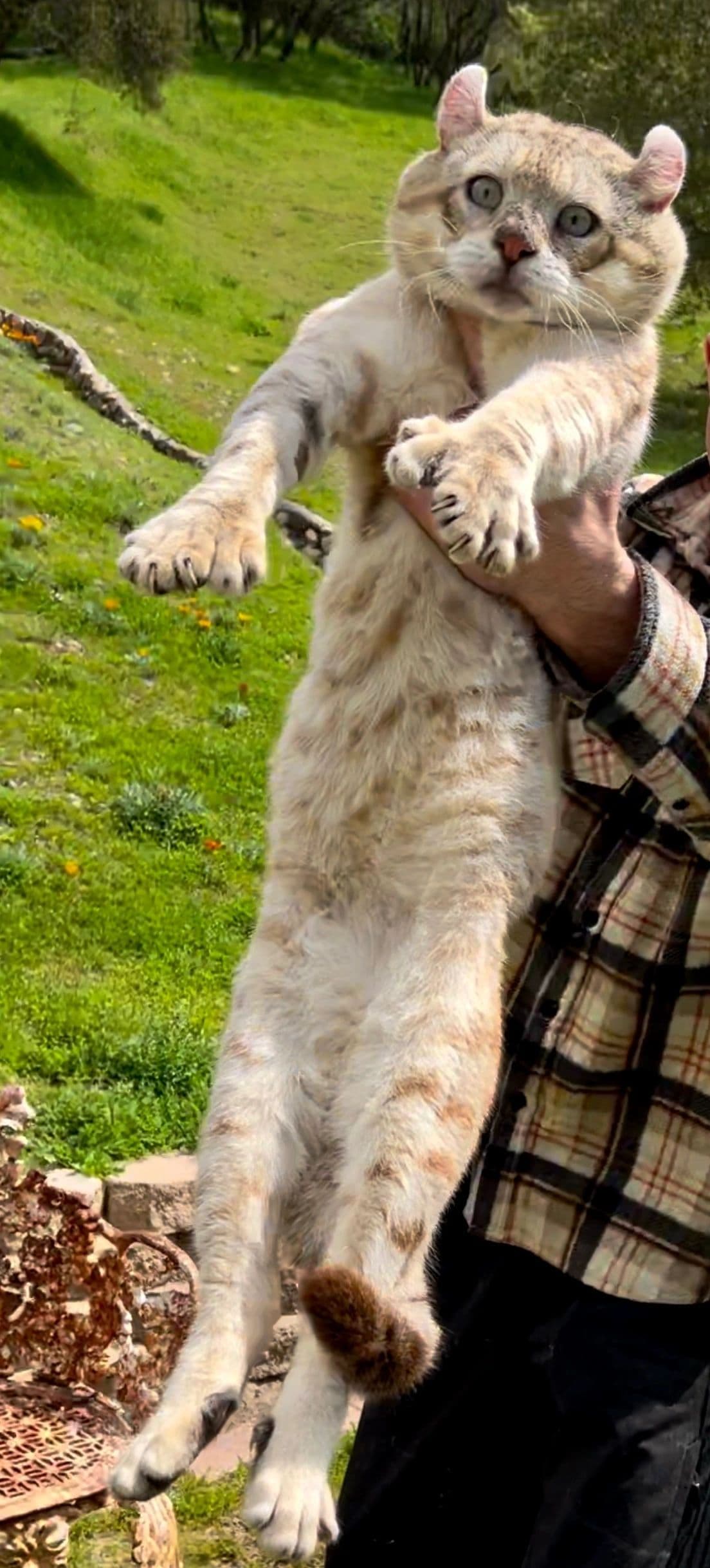 Jaguarundi Curl Photo - 2.jpg