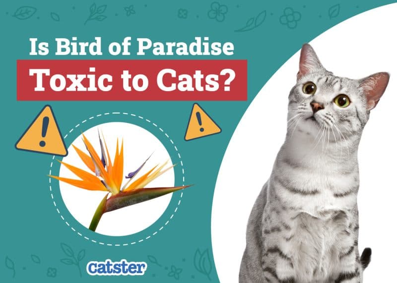 Desert Lynx Photo - 2.jpg