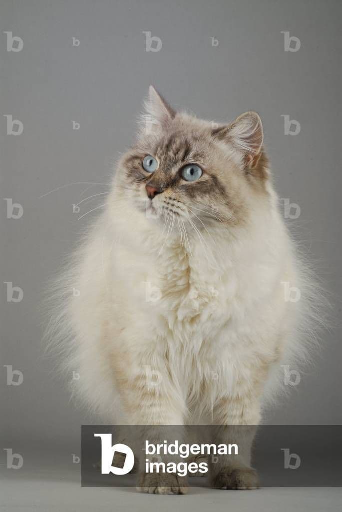 Neva Masquerade Photo - 3.jpg