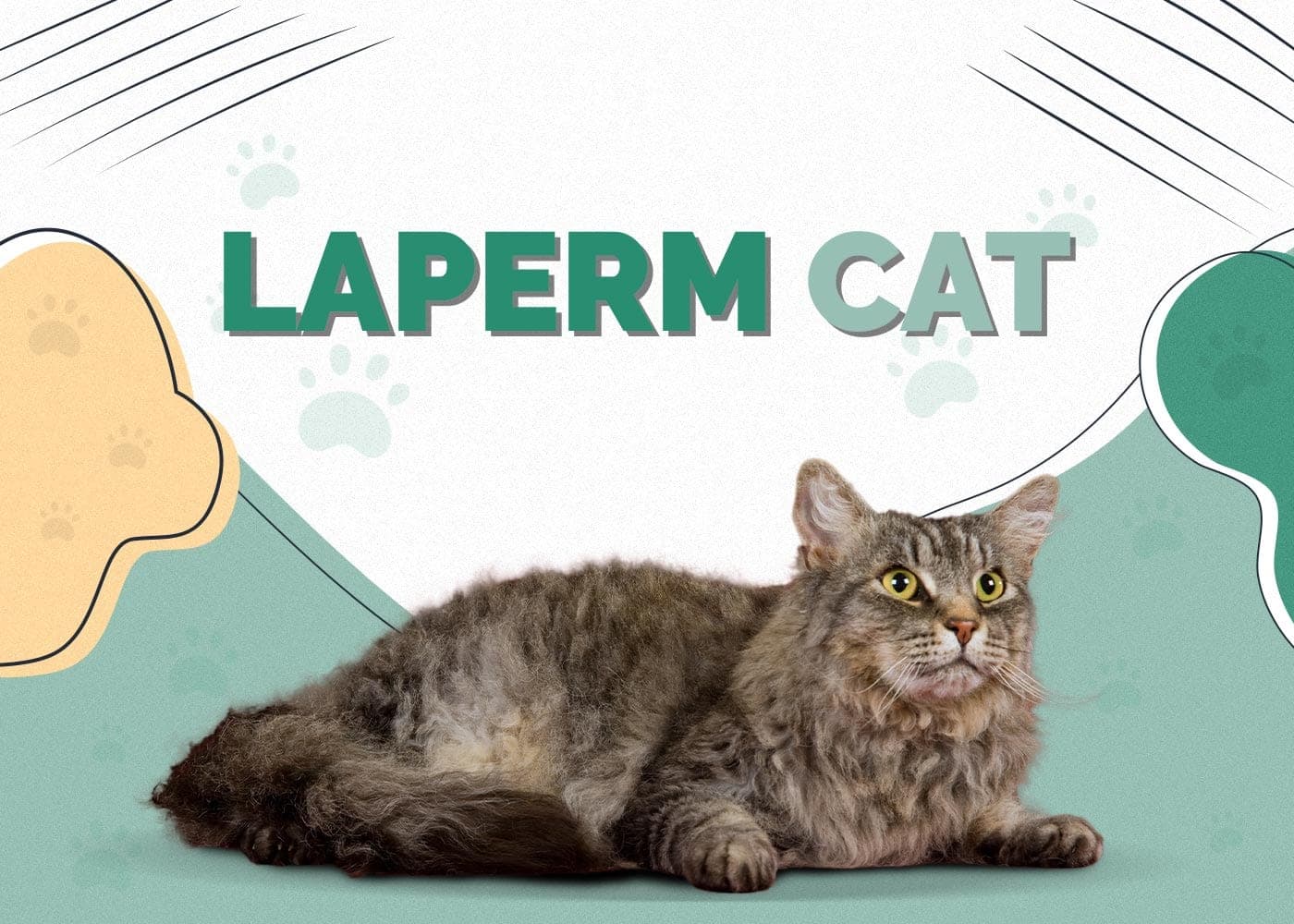 Laperm