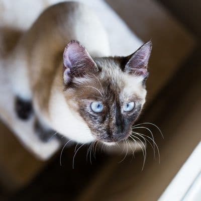 Siamese Photo - 1.jpg