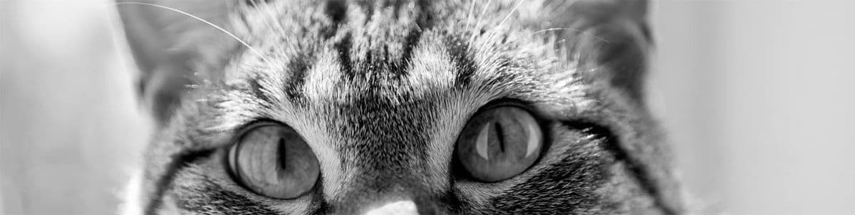 Dragon Li Photo - 5.jpg