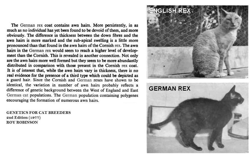 German Rex Photo - 5.jpg