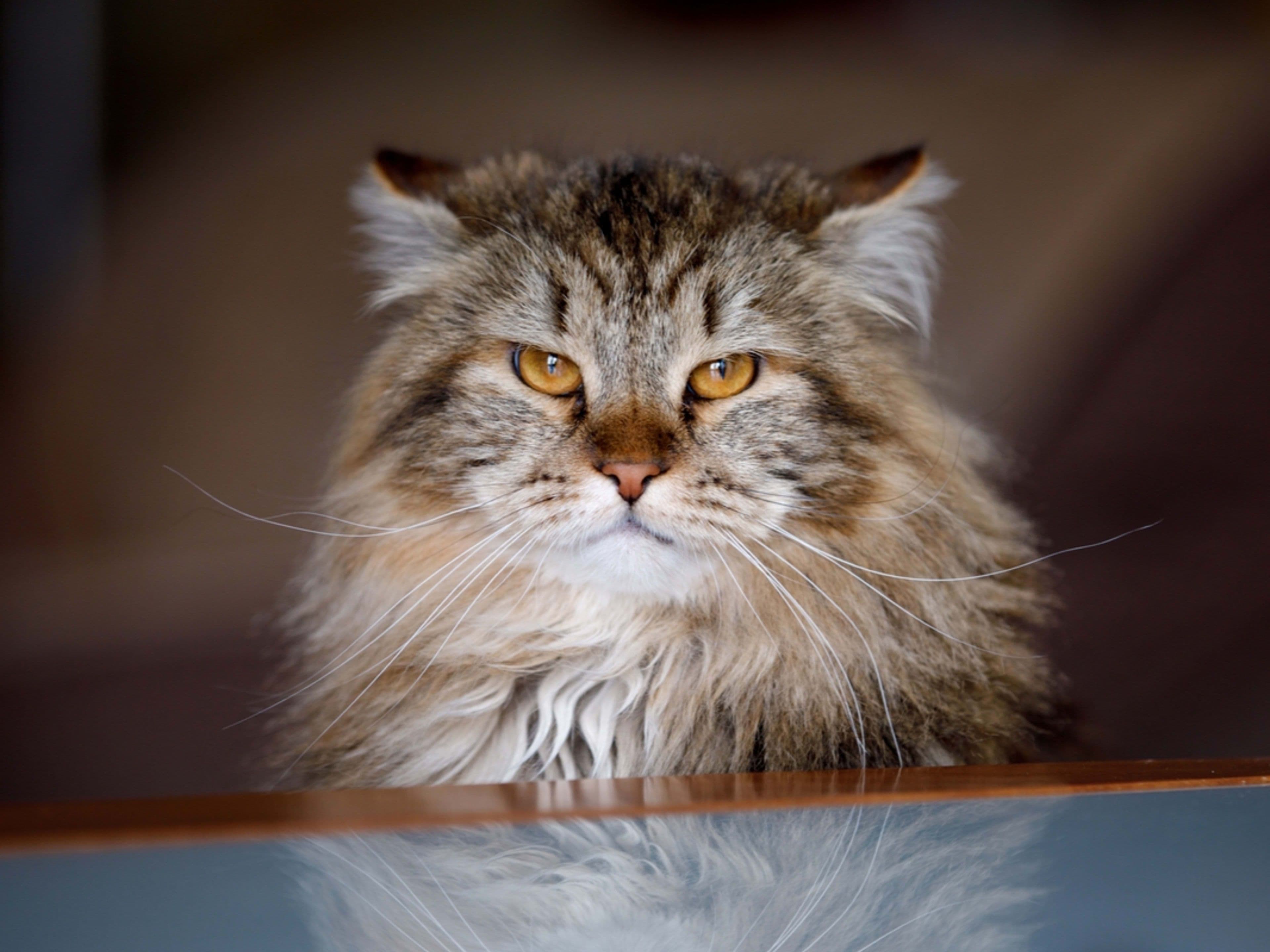 Siberian Photo - 1.jpg