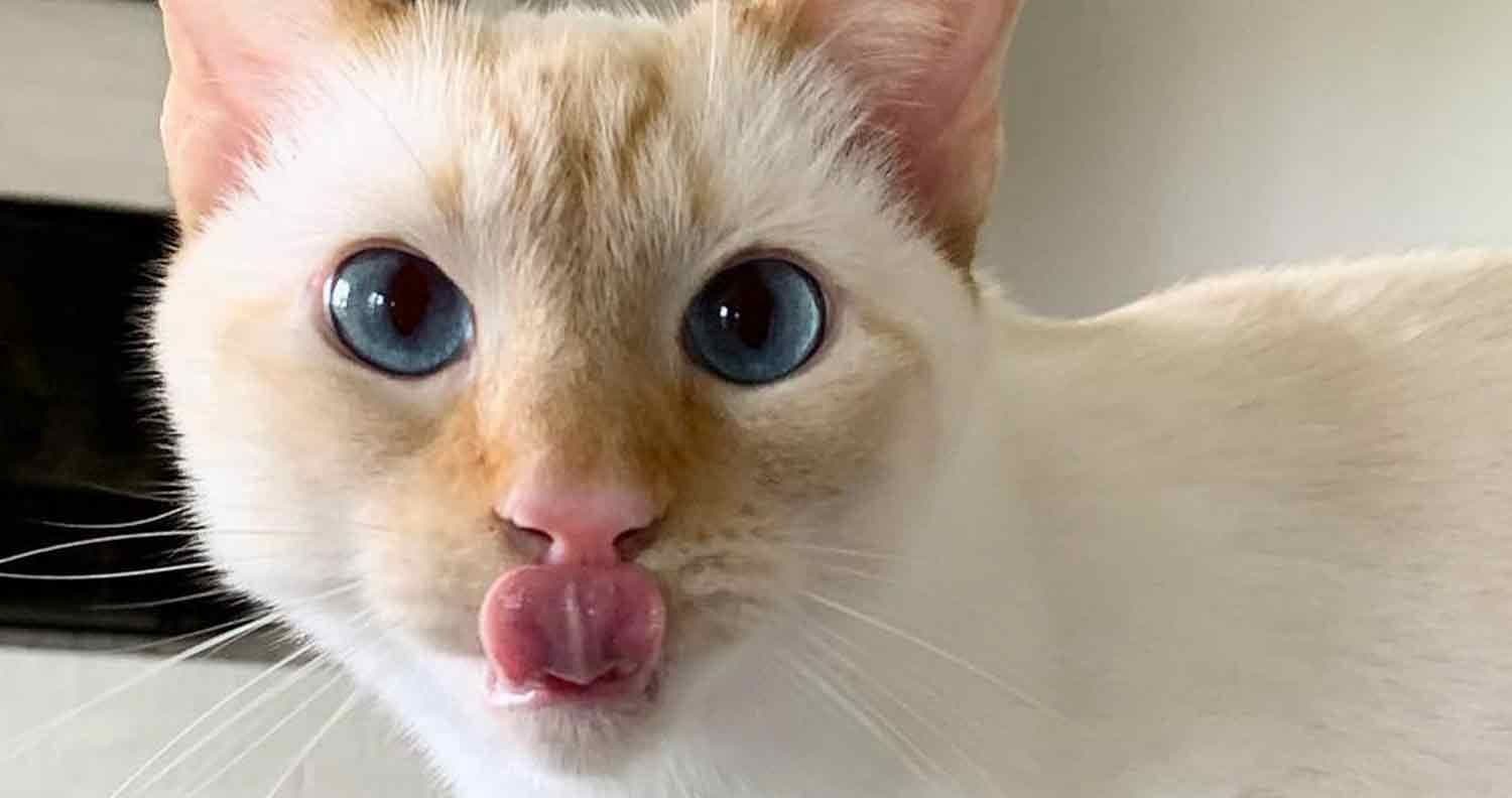 Flamepoint Siamese Photo - 3.jpg