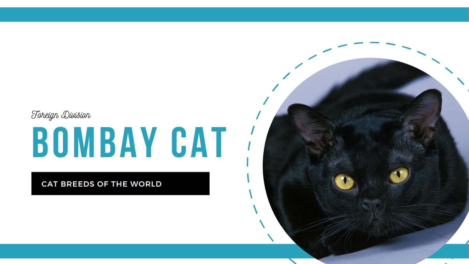 Bombay Photo - 4.jpg