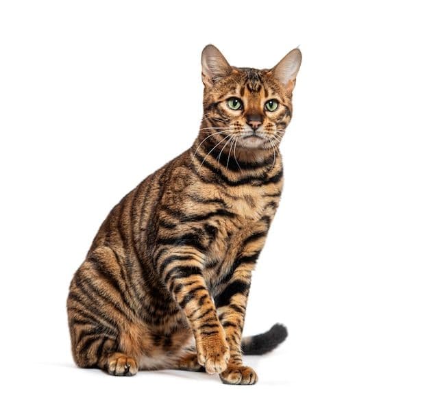 Toyger Photo - 3.jpg