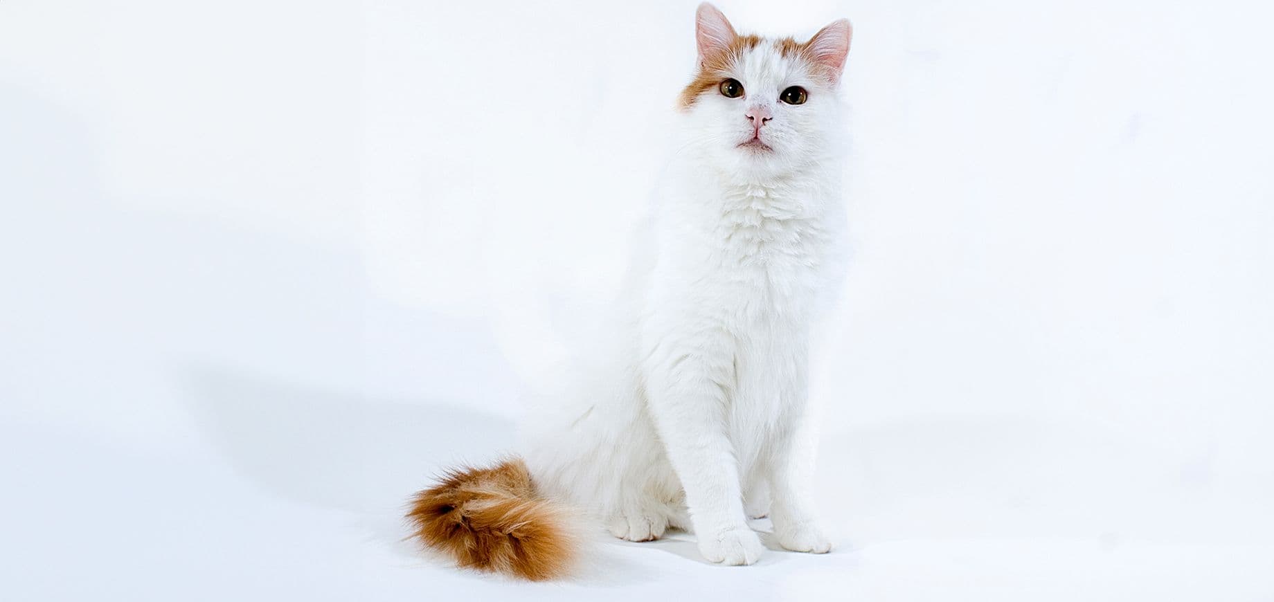 Turkish Van Photo - 2.jpg