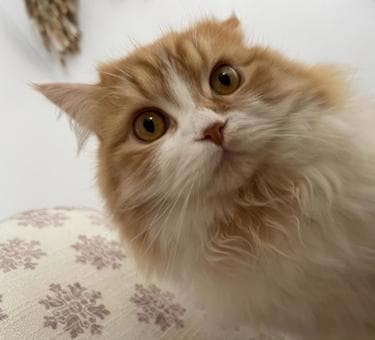 Ragamuffin Photo - 5.jpeg