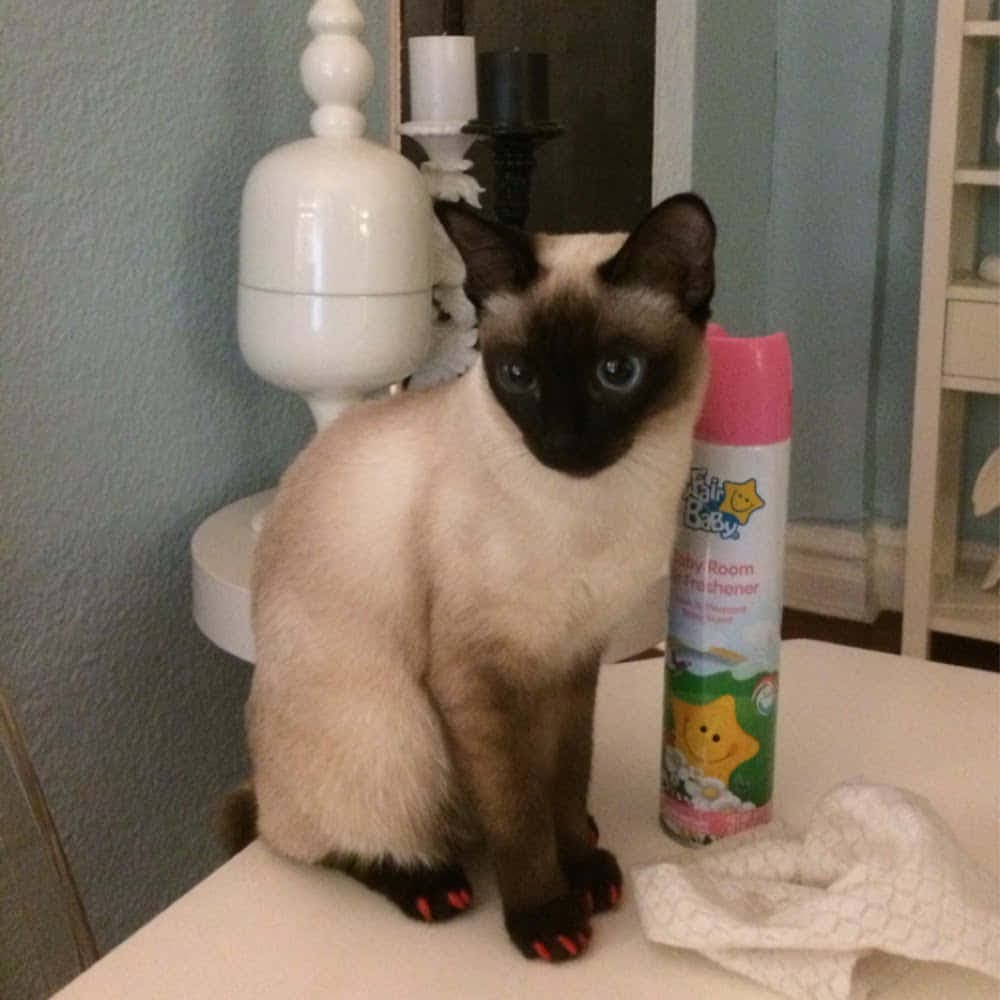 Toybob Photo - 2.jpg