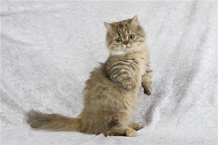 Napoleon Photo - 5.jpg