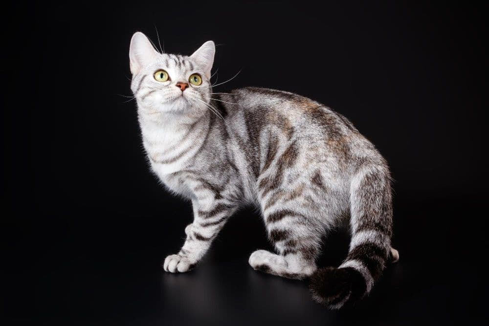 Anatoli Shorthair Photo - 3.jpg