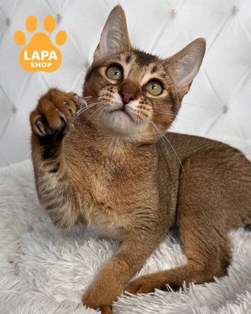 Chausie Photo - 4.jpg