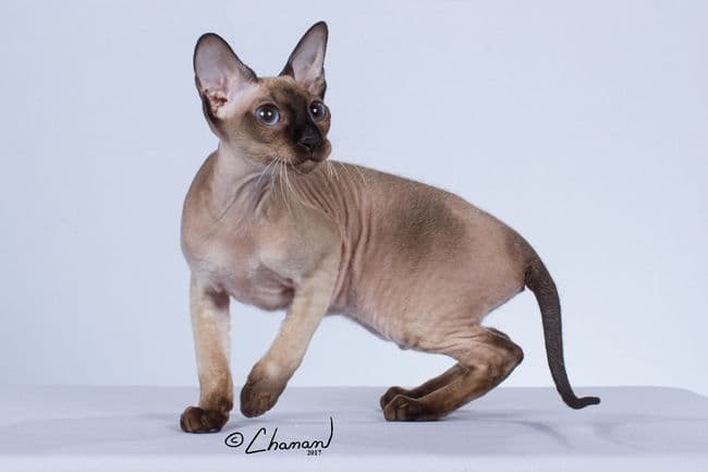Peterbald Photo - 2.jpg
