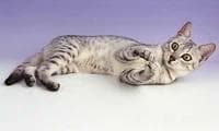 Egyptian Mau