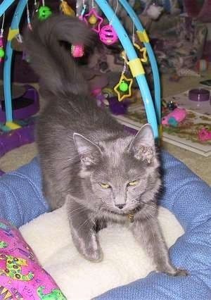Nebelung Photo - 3.jpg