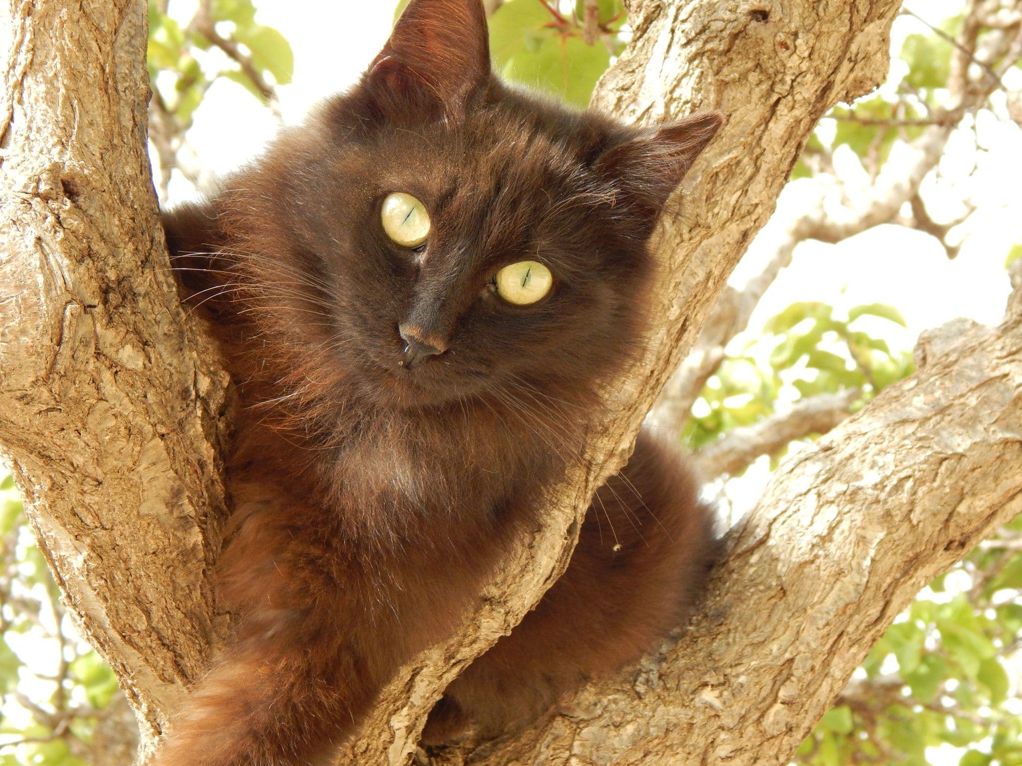 Cyprus Cat Photo - 4.jpg