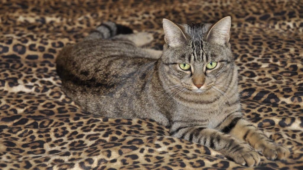 Chinese Li Hua Photo - 2.jpg