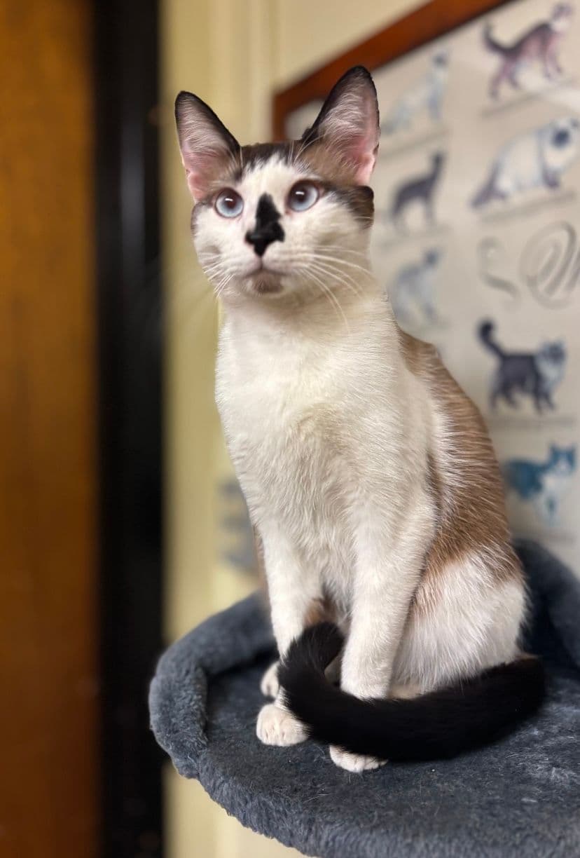 Snowshoe Photo - 1.jpeg