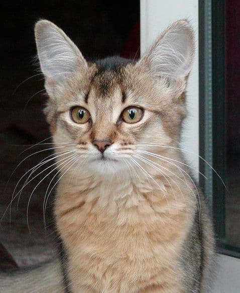 Somali Photo - 5.jpg