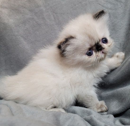 Colorpoint Persian Photo - 2.jpg