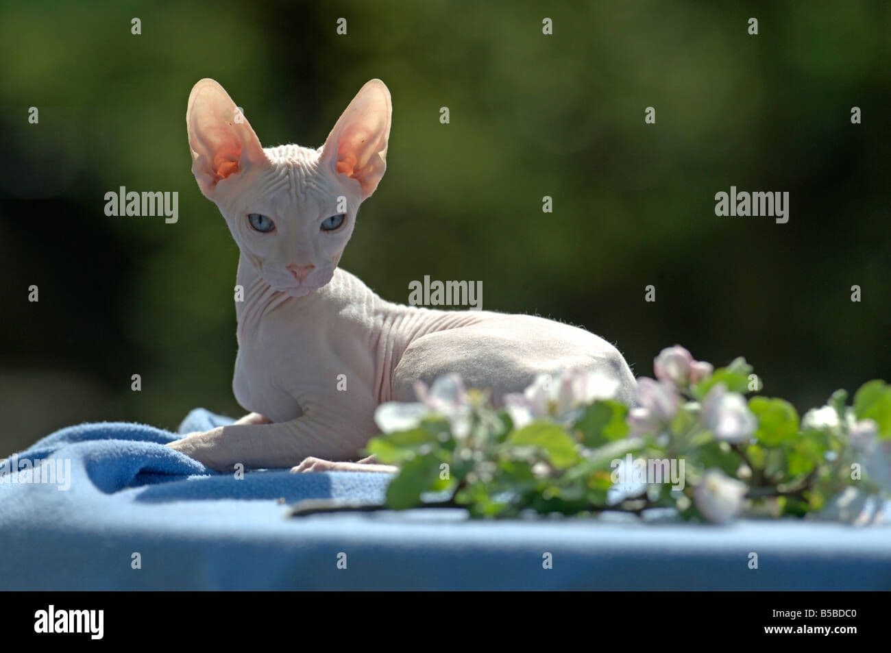 Don Sphynx Photo - 2.jpg