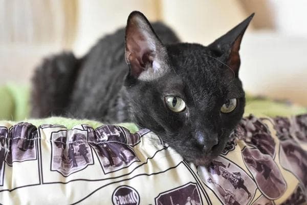 Ural Rex Photo - 2.jpg