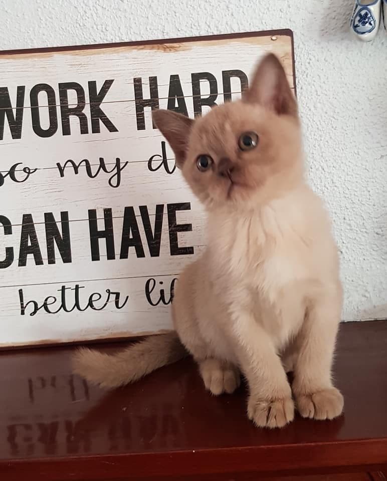 Mandalay Photo - 4.jpg