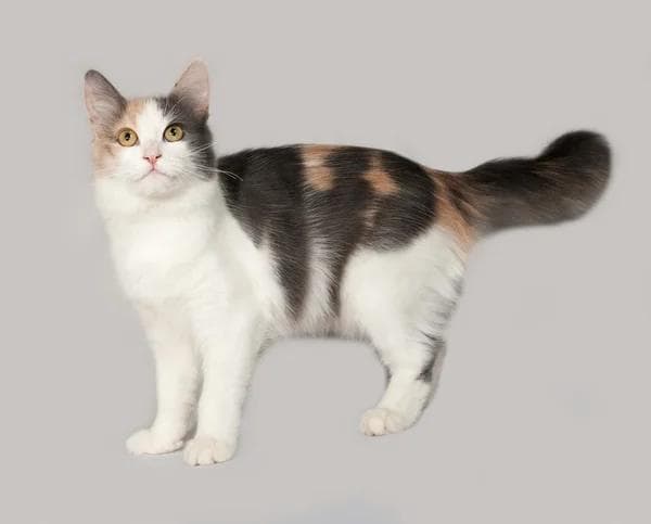 Korean Bobtail