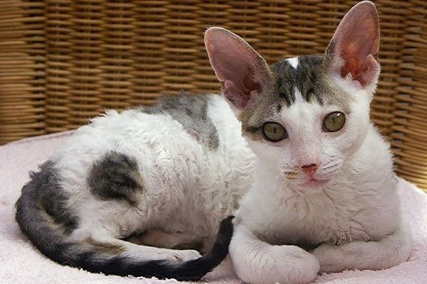 Cornish Rex Photo - 4.jpg