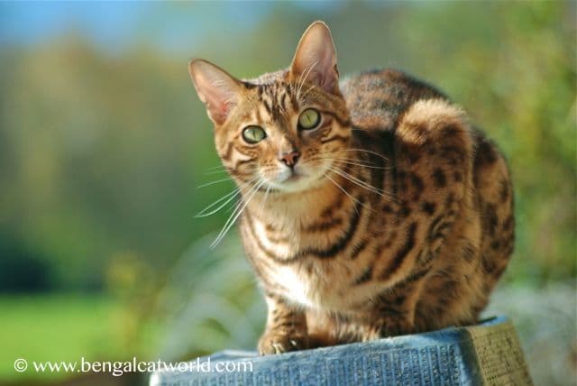 Bengal Photo - 1.jpg