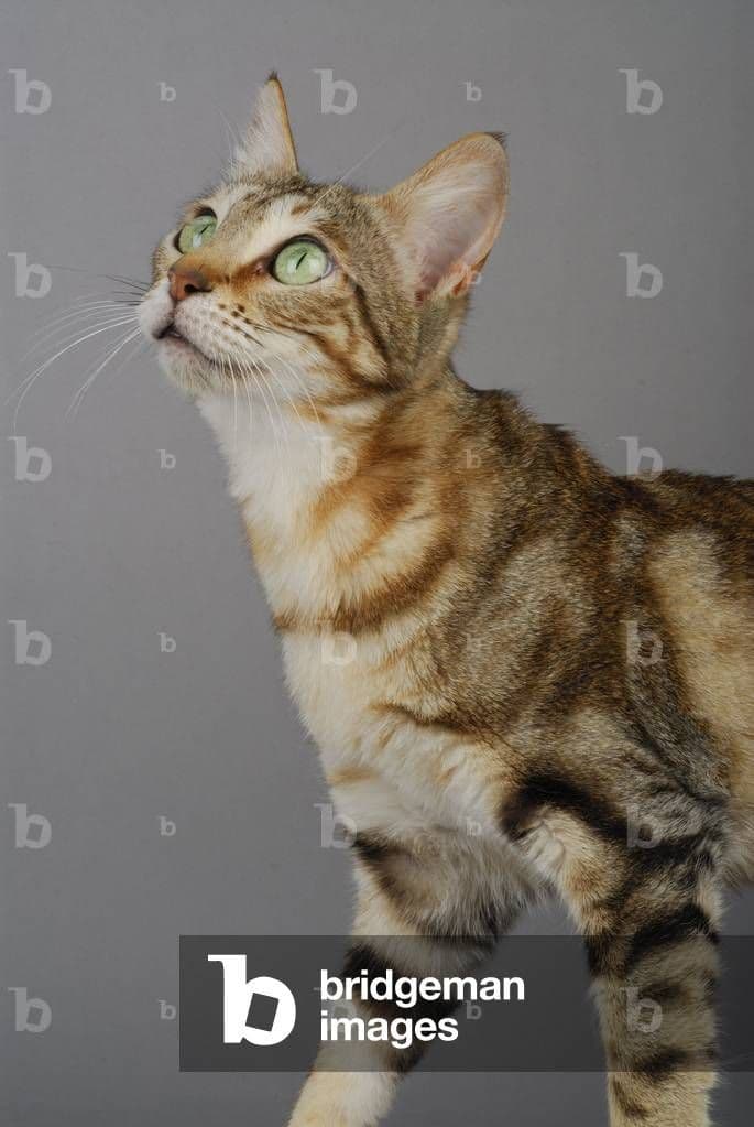 Sokoke Photo - 3.jpg