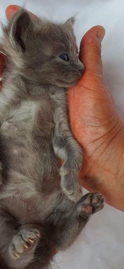 Tennessee Rex Photo - 4.jpg