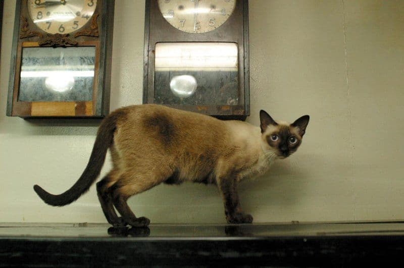 Khaomanee Wichienmaat Photo - 2.jpg