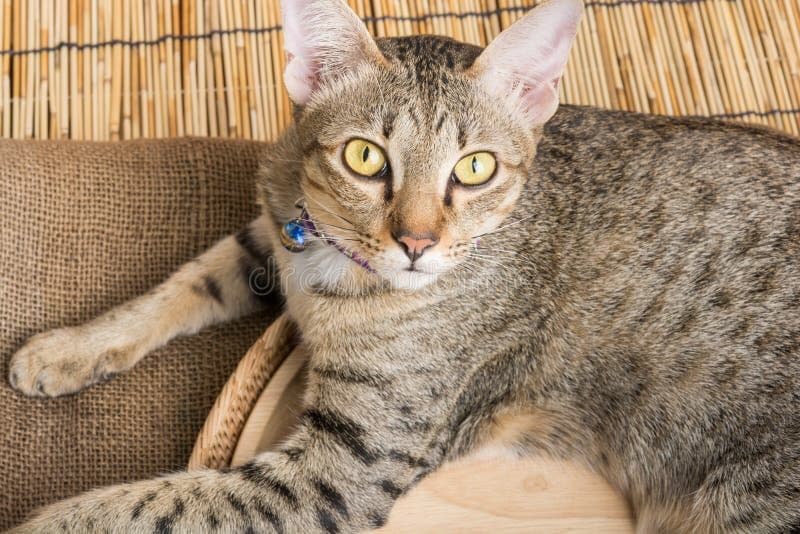 Asian Tabby Photo - 3.jpg