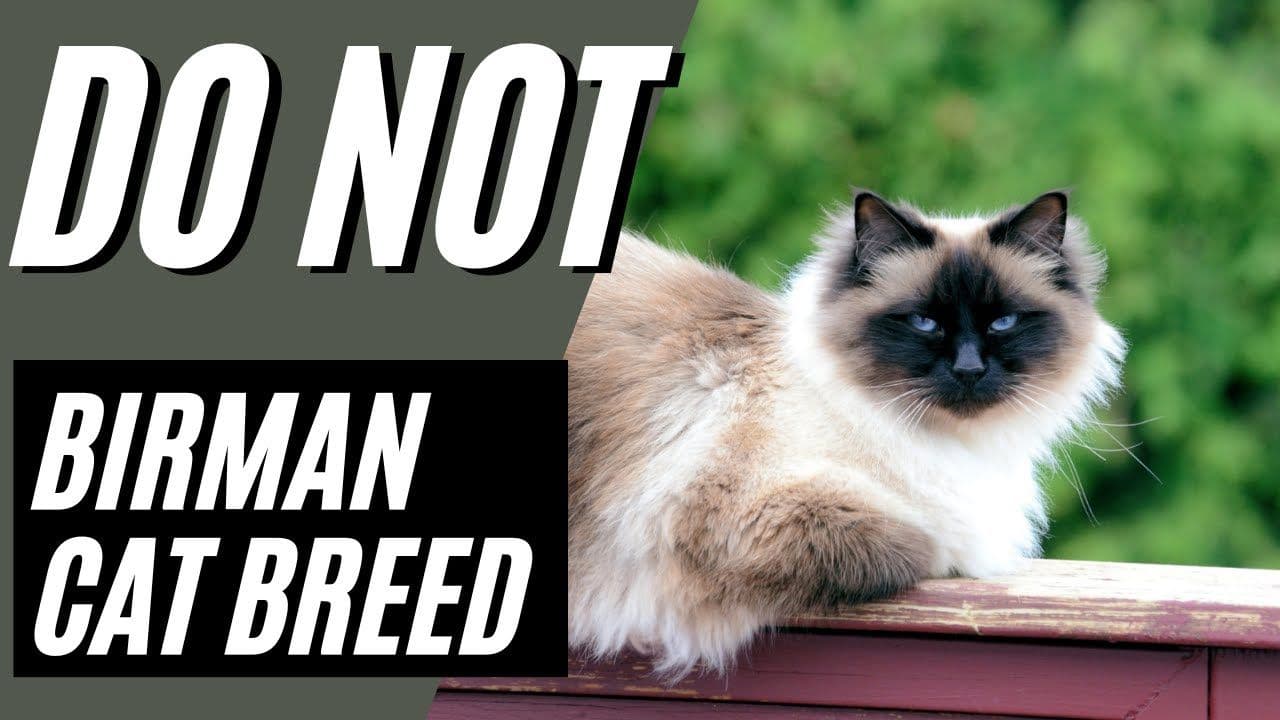 Birman Photo - 2.jpg