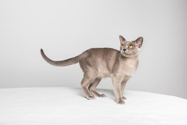 Burmilla Photo - 3.jpg