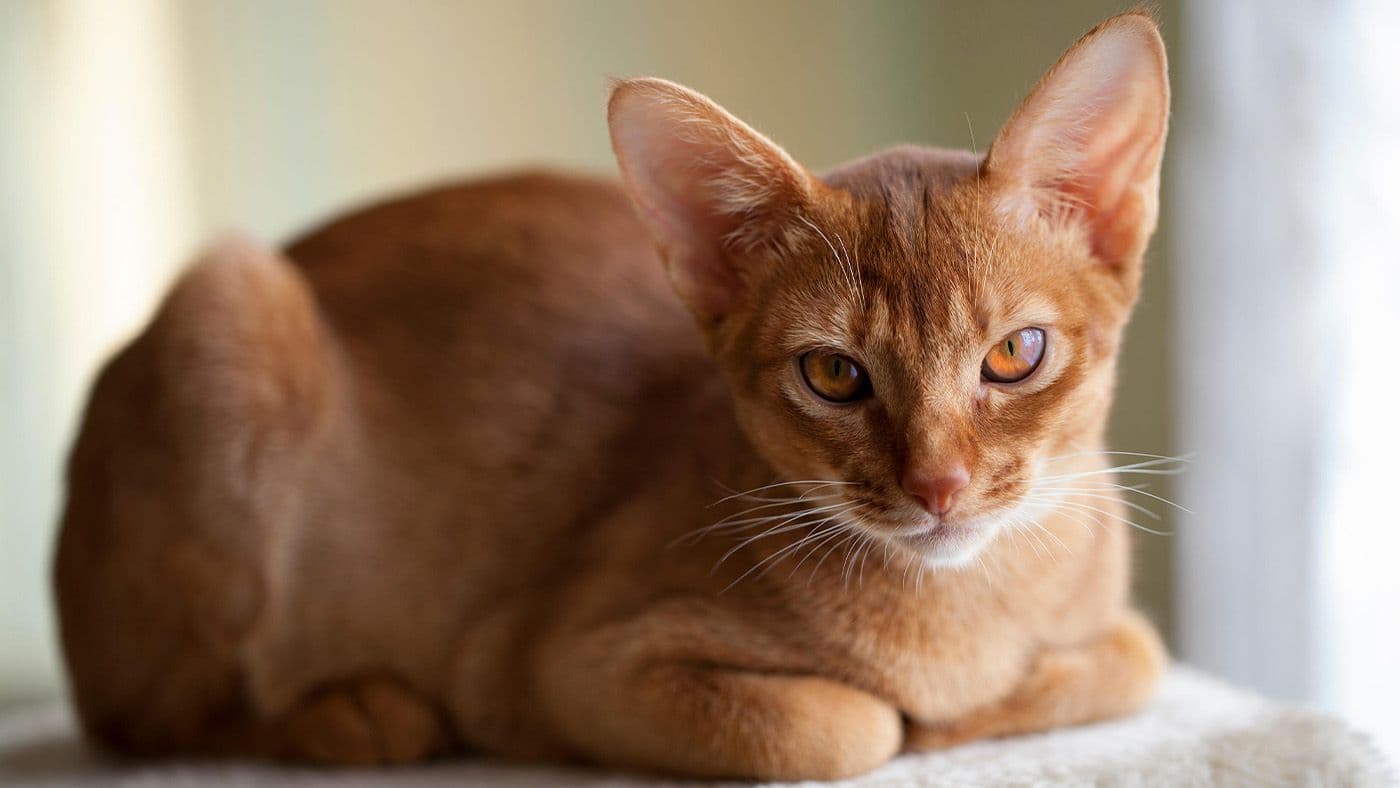 Abyssinian Longhair