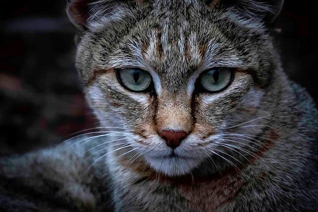 Safari Cat Photo - 5.jpg