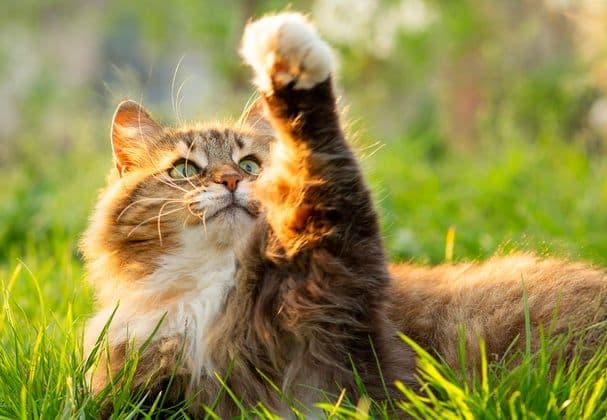 Siberian Photo - 4.jpg