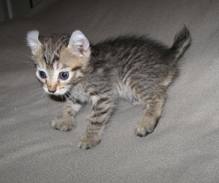 Desert Lynx Photo - 3.jpg