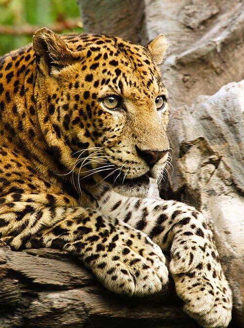 Panthera Photo - 2.jpg