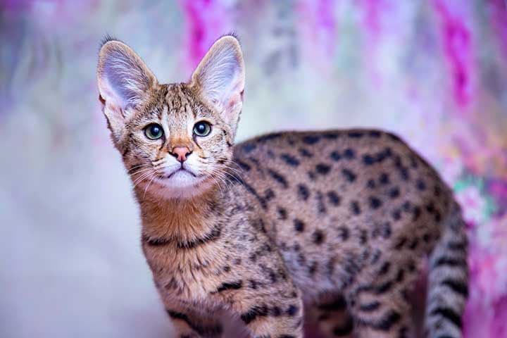 Safari Photo - 2.jpg